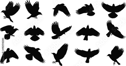 Flying crow silhouettes set, black raven birds in dynamic wing positions isolated on white background vector illustration