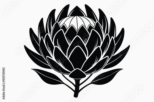 protea silhouette line art vector illustration