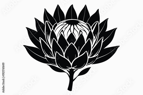protea silhouette line art vector illustration