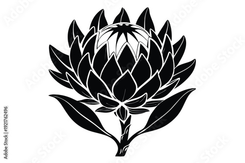 protea silhouette line art vector illustration