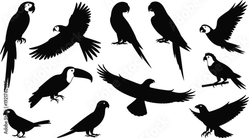 Various black silhouette birds in different poses and species on a white background parrot toucan