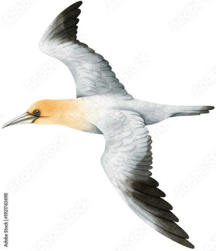 Foto Gannet Bird watercolor illustration