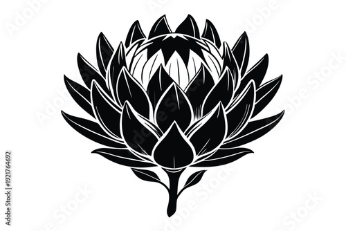 protea silhouette line art vector illustration