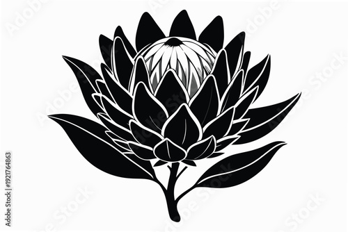 protea silhouette line art vector illustration