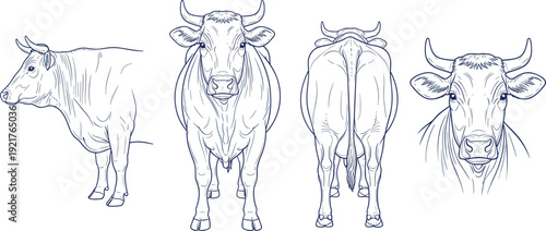 Cow anatomy line art illustration set showing front side rear and head views, detailed farm animal drawing isolated vector collection