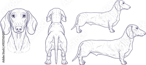 Dachshund anatomy line art illustration set showing front side rear and profile views, detailed dog breed drawing isolated vector collection