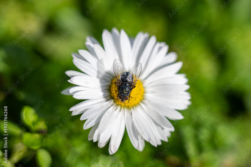 Fototapeta premium a single common daisy with white petals and a bright yellow center, with a small dark fly or insect perched directly on the central disc, set against a soft-focus green background.