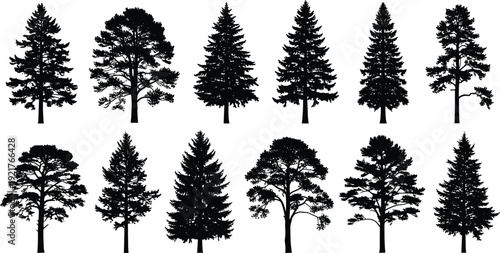 Set of realistic coniferous and evergreen tree silhouettes featuring various pine spruce and fir species for forest landscape nature design