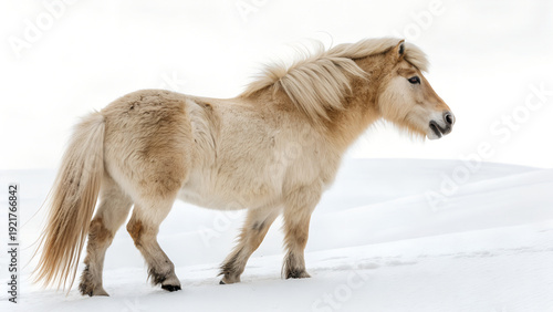 Canvas Print Majestic Icelandic horse standing alone in snowy landscape