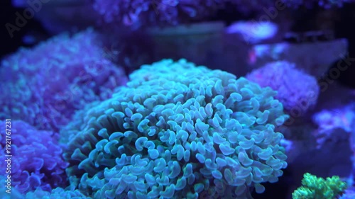 feeler of actinia or sea anemone in sea with coral Reef in Sunlightmarine aquarium.