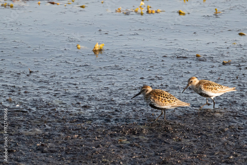 Alpenstrandläufer, calidris alpina