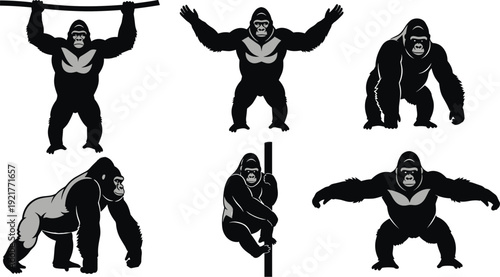 Black Gorilla Silhouette and Vector Illustration Set Isolated on White Background, Strong Silverback Ape Poses for Wildlife Conservation, Jungle Safari and Powerful Animal Design