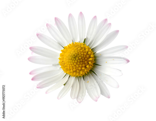 Close-up of a beautiful daisy flower with white petals and yellow center.