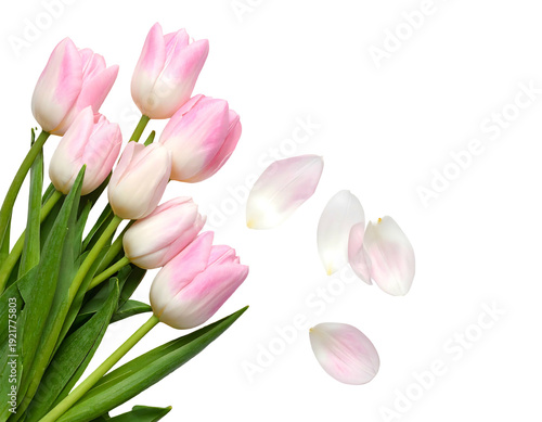 Pink tulips bouquet with falling petals on a white background.