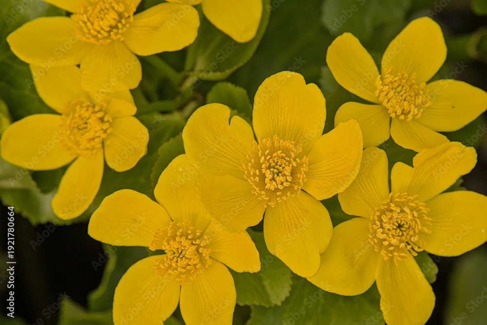 Obraz premium Closeup of bright yellow marsh marigold flowers in the swamp - Caltha palustris. 