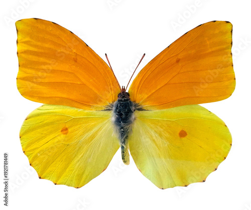 A butterfly of the species Gonepteryx cleopatra is resting with its wings spread wide. The colors are bright orange and yellow. The setting is plain with no other features in view.