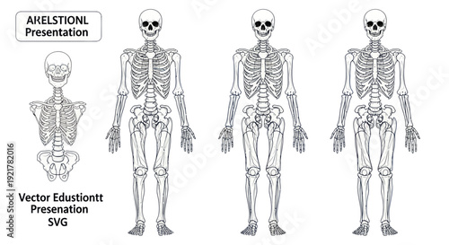 Human Skeleton Anatomy