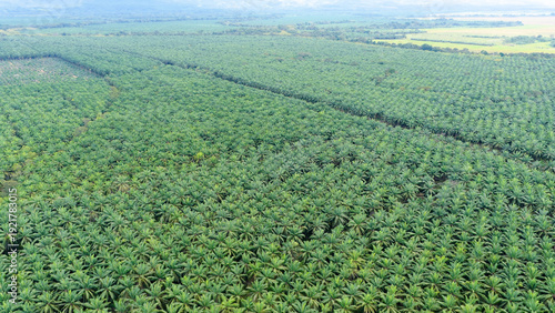 фотографія Vast palm oil plantation extending across the landscape, showing industrial agri