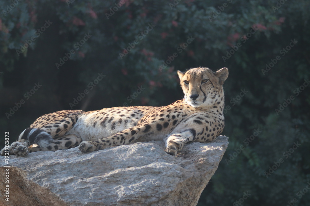 Fototapeta premium A cheetah at a local zoo