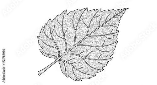 Detailed black and white illustration of a single leaf with intricate texture.