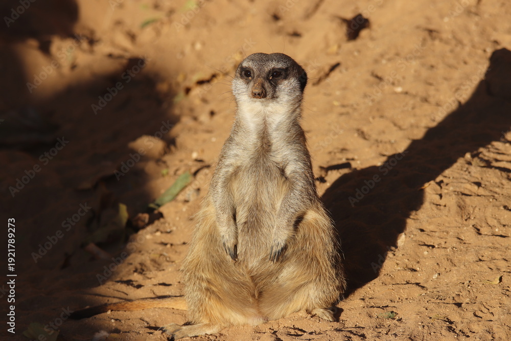 Fototapeta premium A meerkat at a local zoo