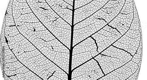 Detailed black and white illustration of a leaf's venation pattern.