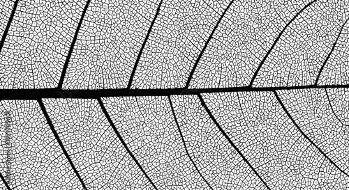Detailed black and white leaf texture with intricate veins and patterns.