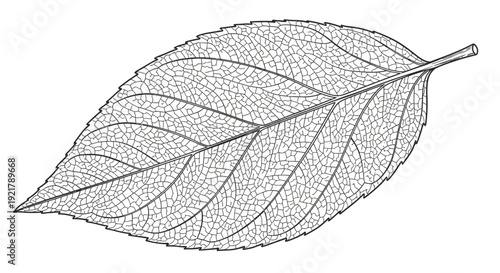 Detailed black and white illustration of a leaf with intricate veins.