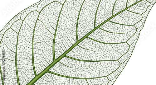 Detailed view of a leaf's intricate vein structure and texture.