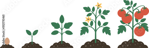 Flat design vector illustration showing the life cycle of a tomato plant from seed to harvest.