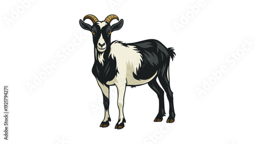 Black and White Domestic Goat Standing