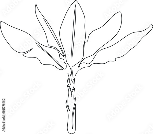  Line art drawing of banana tree with leaves isolated on white background.