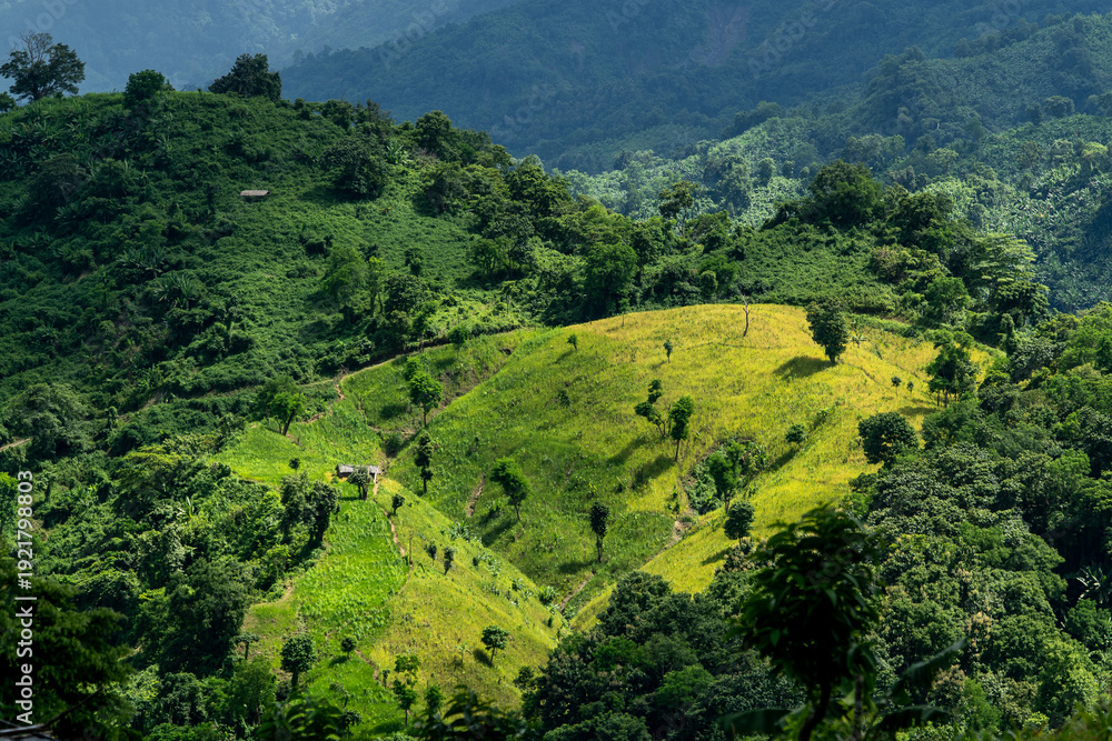 Obraz premium Scenic view of Jhum cultivation on the green hills of Bandarban, Bangladesh. Lush Green Mountain Landscape with Cultivated Slopes. Vibrant Green Terraced Hills and Forested Mountains Landscape