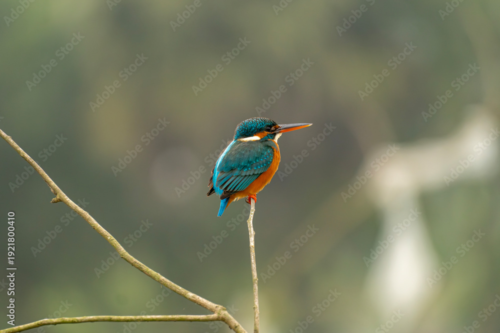Fototapeta premium kingfisher on branch