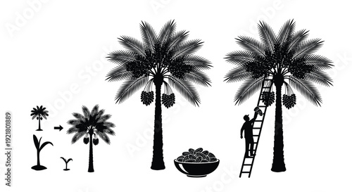 Black date palm tree silhouette set, agricultural harvest vector illustration, farmer picking fruit on ladder, sweet desert food growth stages