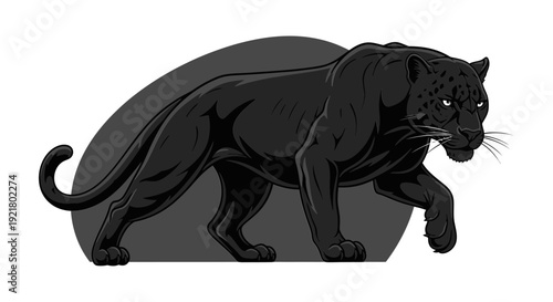 A black panther is walking forward with its tail extended in a dynamic pose on a dark gray semi-circular background illustration