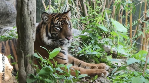 Tiger at the Ueno Zoo in Tokyo, Japan.