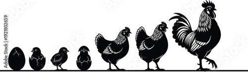 Chicken growth stage silhouette set, poultry life cycle vector illustration, farm animal development, egg to rooster livestock graphic design elements