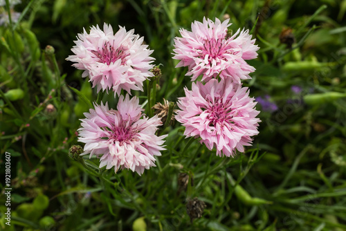 Rosa Kornblumen (Centaurea cyanus) begegnet auf der Schwäbischen Alb
