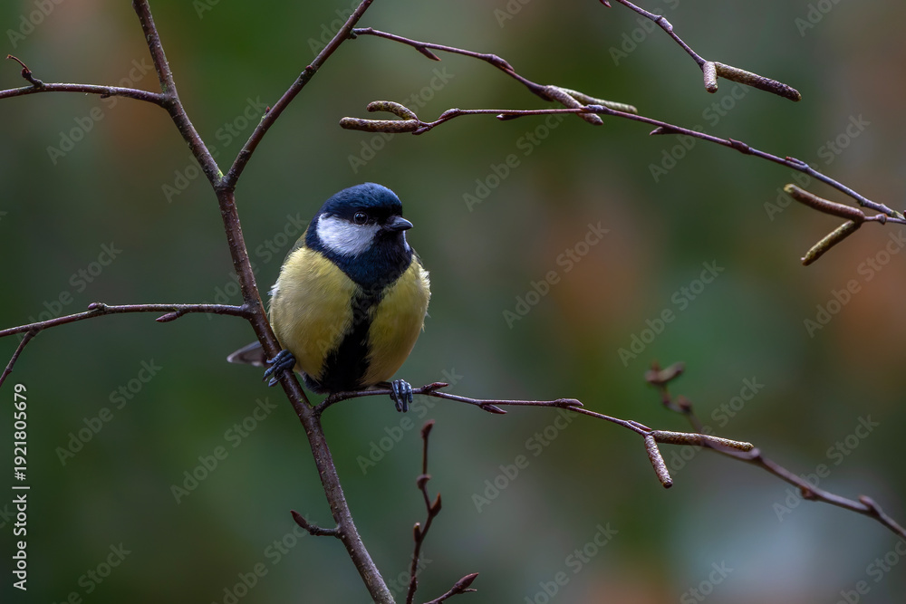 Fototapeta premium Great Tit (Parus major) Perched on Bare Branch with Soft Natural Background. Noord Brabant in the Netherlands.