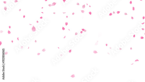 Bild auf Leinwand Spring Sakura Cherry Petals top fall Floral on transparent background,png nature