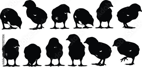 Black silhouettes of chicks in various poses birds poultry