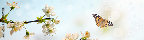 фотографія Banner of a Butterfly flying near delicate white spring blossoms on a branch against a soft blue bokeh background