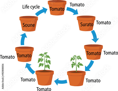 Tomato plant life cycle diagram showing growth stages from seed to mature plant in pots circular process educational vector illustration