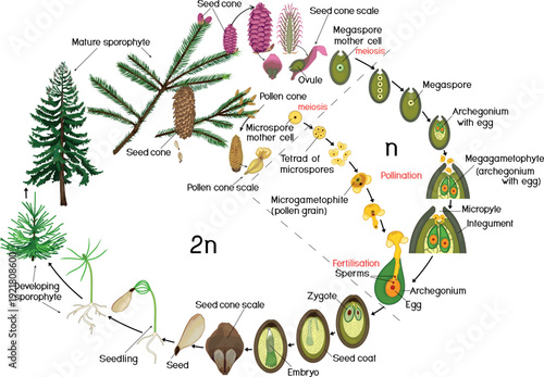 Life cycle of spruce tree: reproduction of gymnosperms with titles isolated on white background