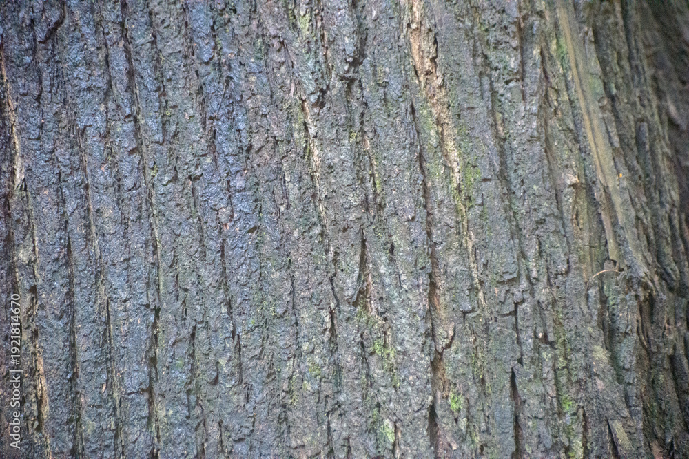 Obraz premium Tree Bark Texture With Rough Ridges And Subtle Moss.