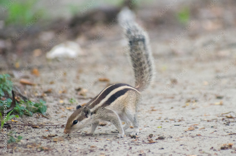 Fototapeta premium Funambulus palmarum Indian Palm Squirrel In Natural Habitat.
