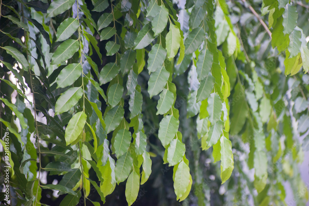 Fototapeta premium Putranjiva roxburghii Childlife Tree Leaves Close Up In Garden.