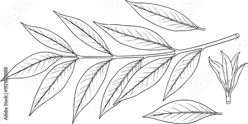 Botanical Leaf Branch Black and White Vector Illustration