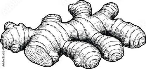Ginger Root Hand Drawn Vintage Vector Illustration